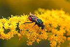 cuckoo wasp