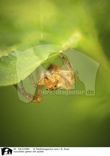 cucumber green orb spider / SA-01680