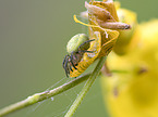 cucumber green orb spider