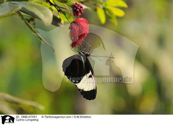 Cydno Longwing / DMS-07451