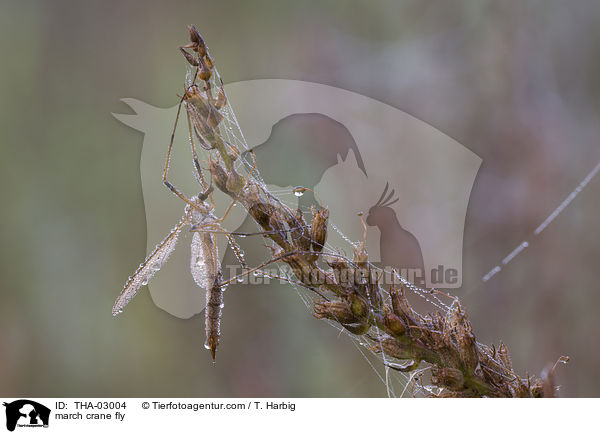 Kohlschnake / march crane fly / THA-03004
