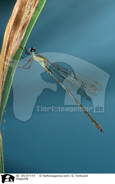 Libelle / dragonfly / DV-01114