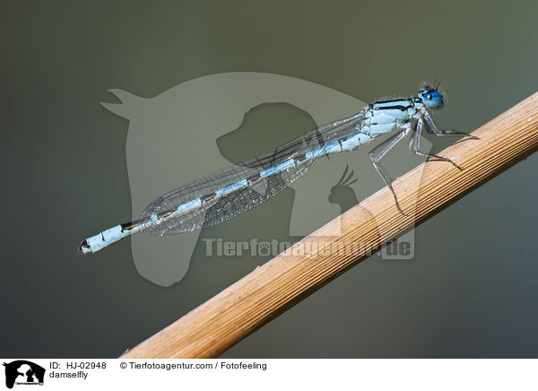 Azurjungfer / damselfly / HJ-02948
