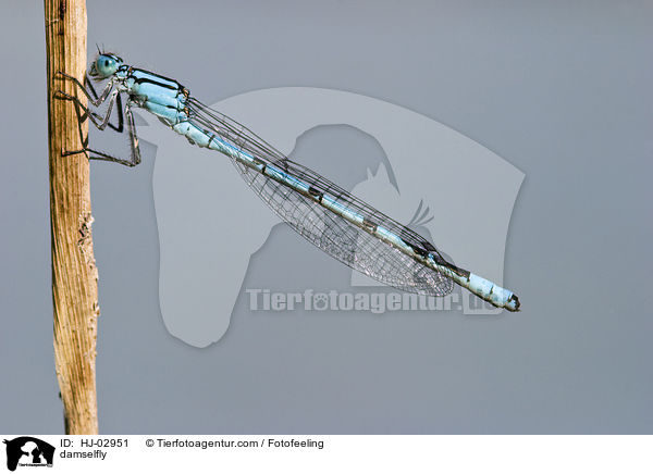 Azurjungfer / damselfly / HJ-02951