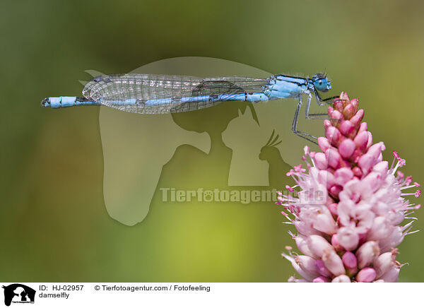 Azurjungfer / damselfly / HJ-02957