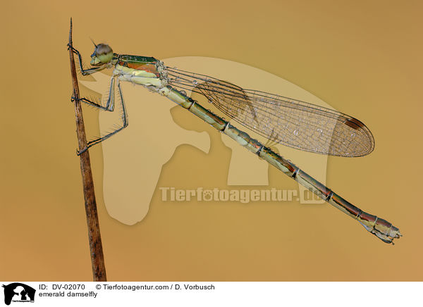 Binsenjungfer / emerald damselfly / DV-02070