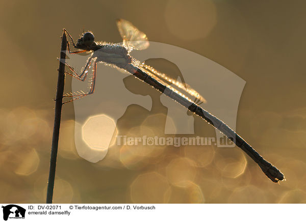 Binsenjungfer / emerald damselfly / DV-02071