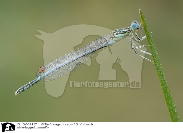 white-legged damselfly / DV-02117