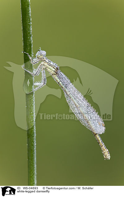 white-legged damselfly / WS-04693