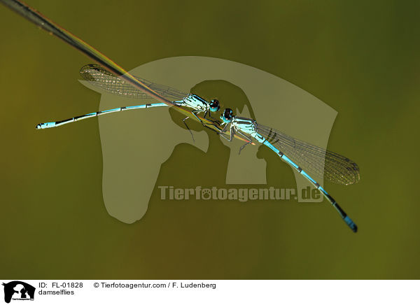 Azurjungfern / damselflies / FL-01828