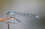 damselfly