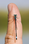 damselfly