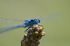 damselfly