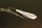 damselfly