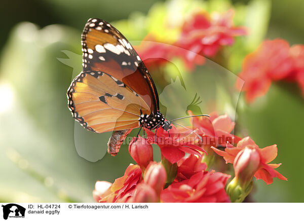 Afrikanischer Samtfalter / danaid eggfly / HL-04724