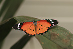 danaid eggfly