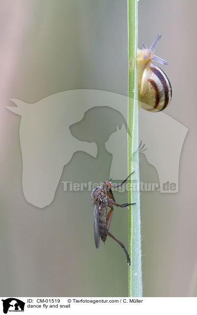 Tanzfliege uns Schnecke / dance fly and snail / CM-01519