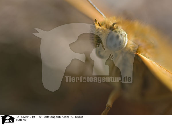 Groer Perlmutterfalter / butterfly / CM-01349