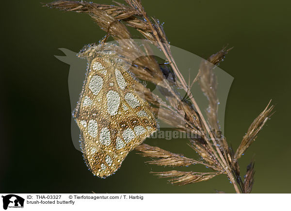 Groer Perlmutterfalter / brush-footed butterfly / THA-03327