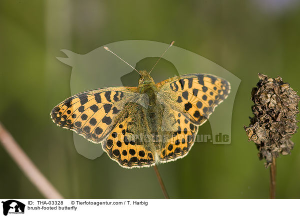 brush-footed butterfly / THA-03328