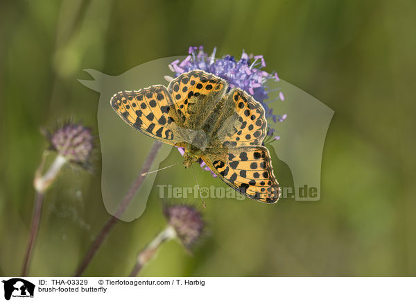 brush-footed butterfly / THA-03329