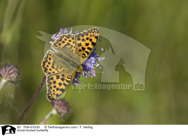 Groer Perlmutterfalter / brush-footed butterfly / THA-03330