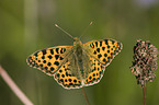 brush-footed butterfly