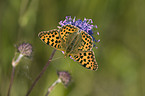 brush-footed butterfly