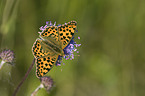 brush-footed butterfly