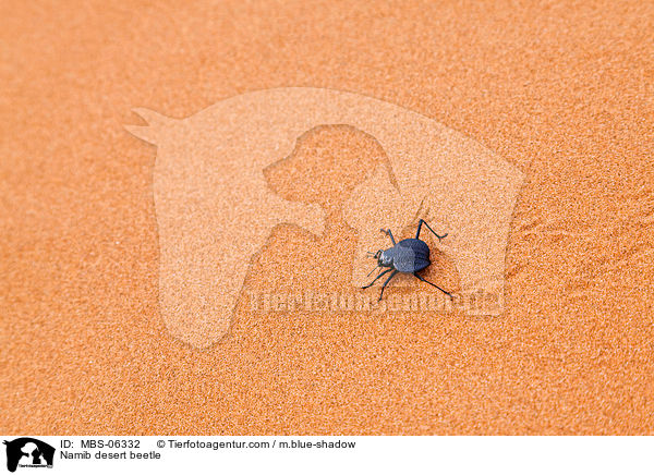 Nebeltrinker-Kfer / Namib desert beetle / MBS-06332