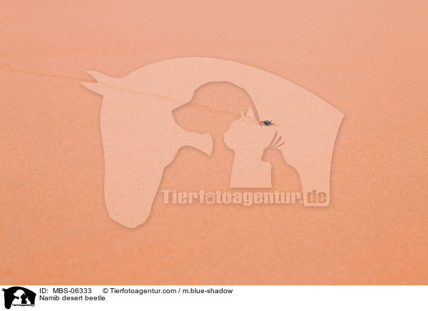 Nebeltrinker-Kfer / Namib desert beetle / MBS-06333
