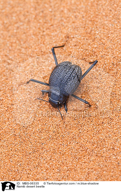 Nebeltrinker-Kfer / Namib desert beetle / MBS-06335