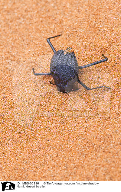 Namib desert beetle / MBS-06336