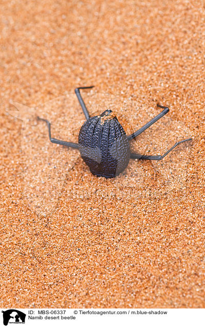Nebeltrinker-Kfer / Namib desert beetle / MBS-06337