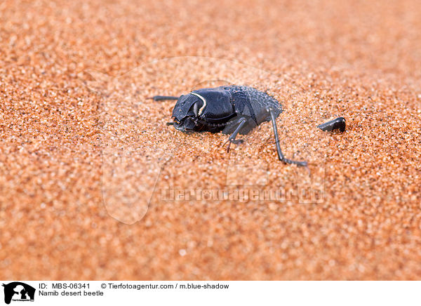 Nebeltrinker-Kfer / Namib desert beetle / MBS-06341