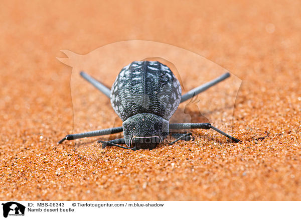 Nebeltrinker-Kfer / Namib desert beetle / MBS-06343