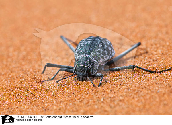 Nebeltrinker-Kfer / Namib desert beetle / MBS-06344