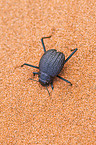 Namib desert beetle