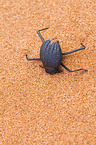 Namib desert beetle