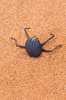 Namib desert beetle