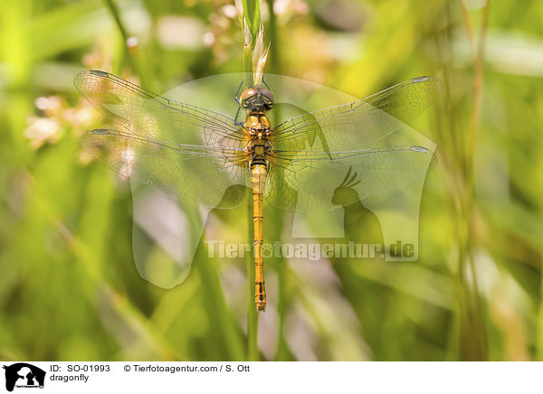 Heidelibelle / dragonfly / SO-01993