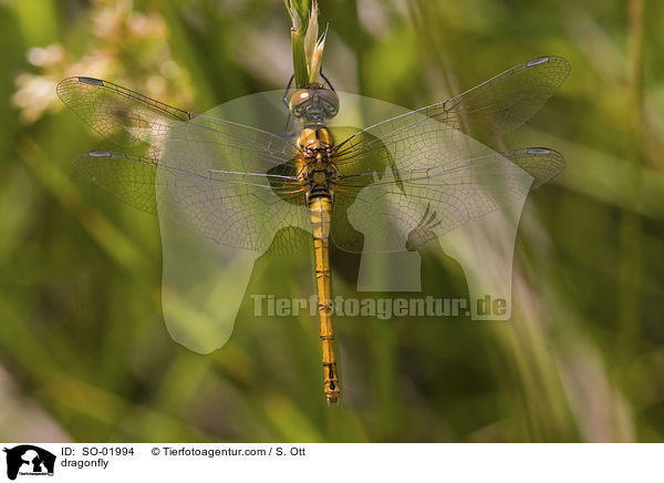 dragonfly / SO-01994
