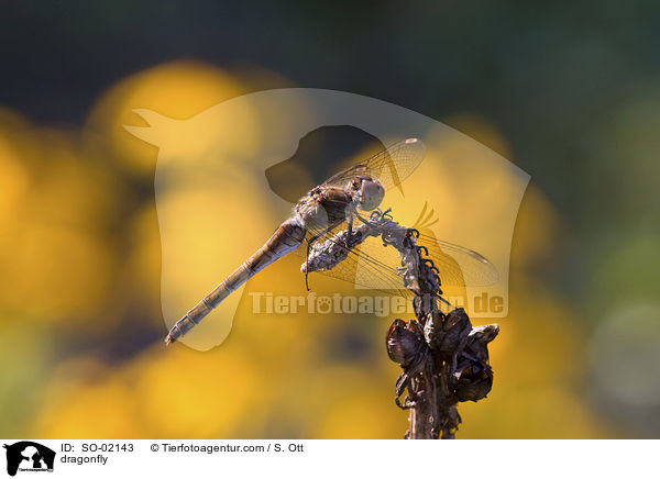 Heidelibelle / dragonfly / SO-02143