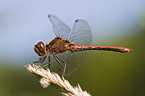 darter