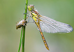 Darter