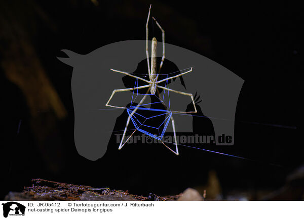 net-casting spider Deinopis longipes / JR-05412