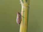 delphacid grasshopper