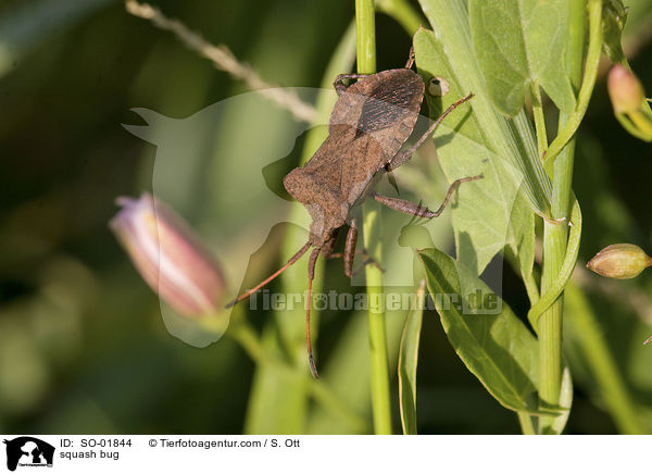 squash bug / SO-01844