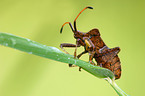 dock leafbug