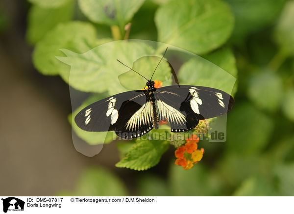 Dorisfalter / Doris Longwing / DMS-07817